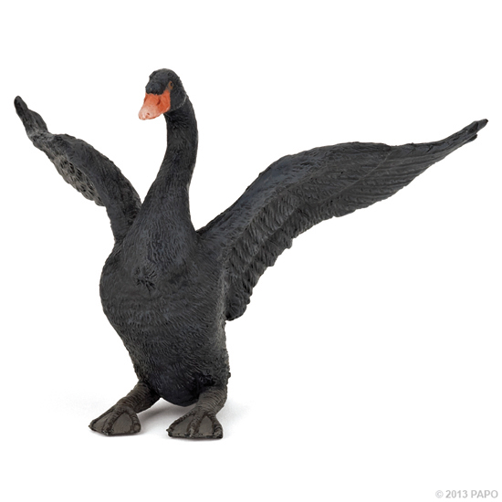 CYGNE NOIR