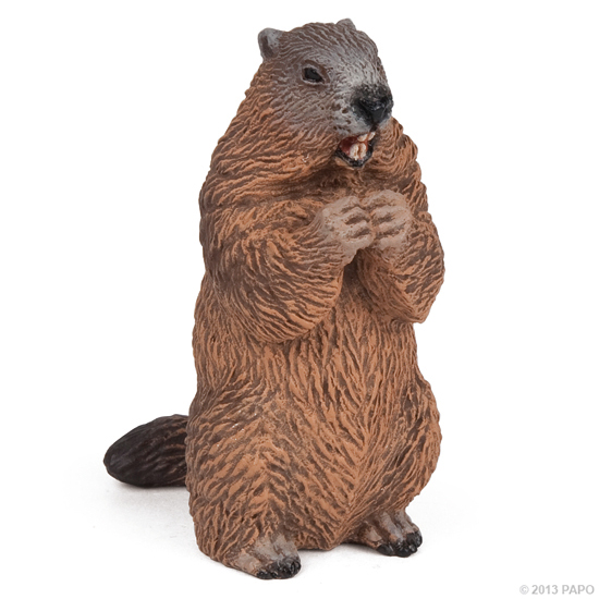 MARMOTTE
