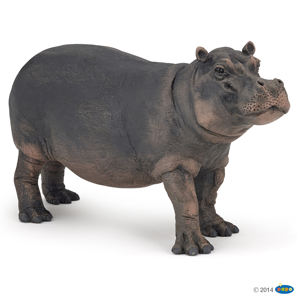 HIPPOPOTAME FEMELLE