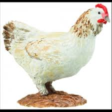 POULE BLANCHE