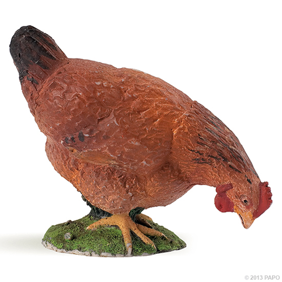 POULE BUNE PICORANT
