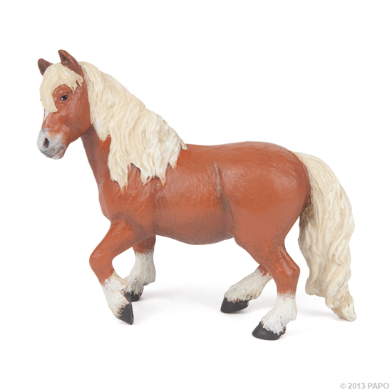 PONEY SHETLAND