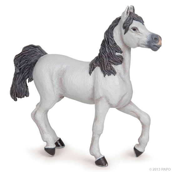 CHEVAL ARABE BLANC