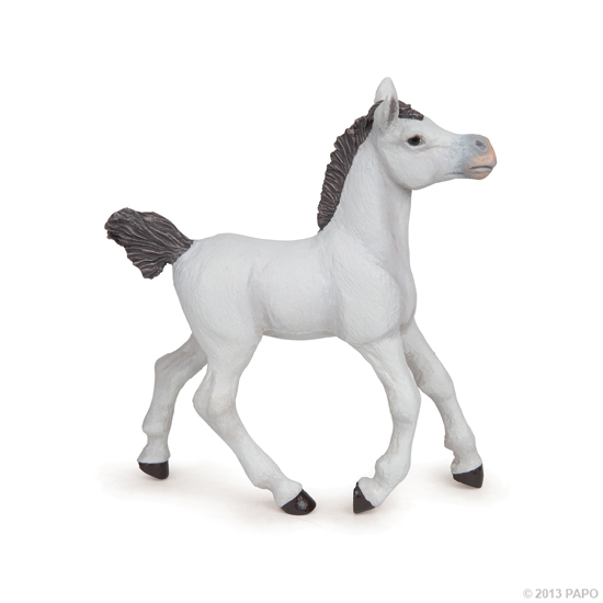 POULAIN ARABE BLANC