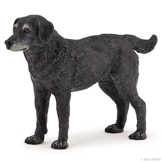 CASSIS CHIEN DE COMPAGNIE