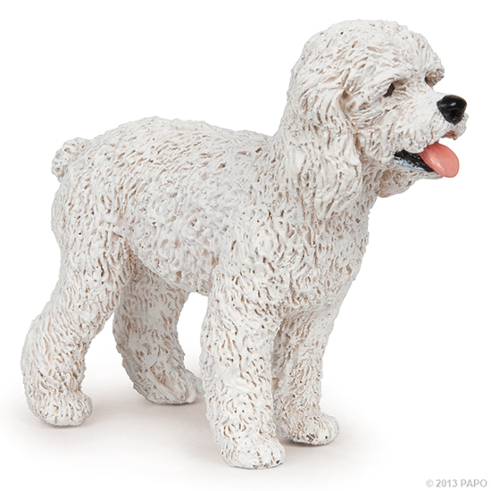 CANICHE BLANC