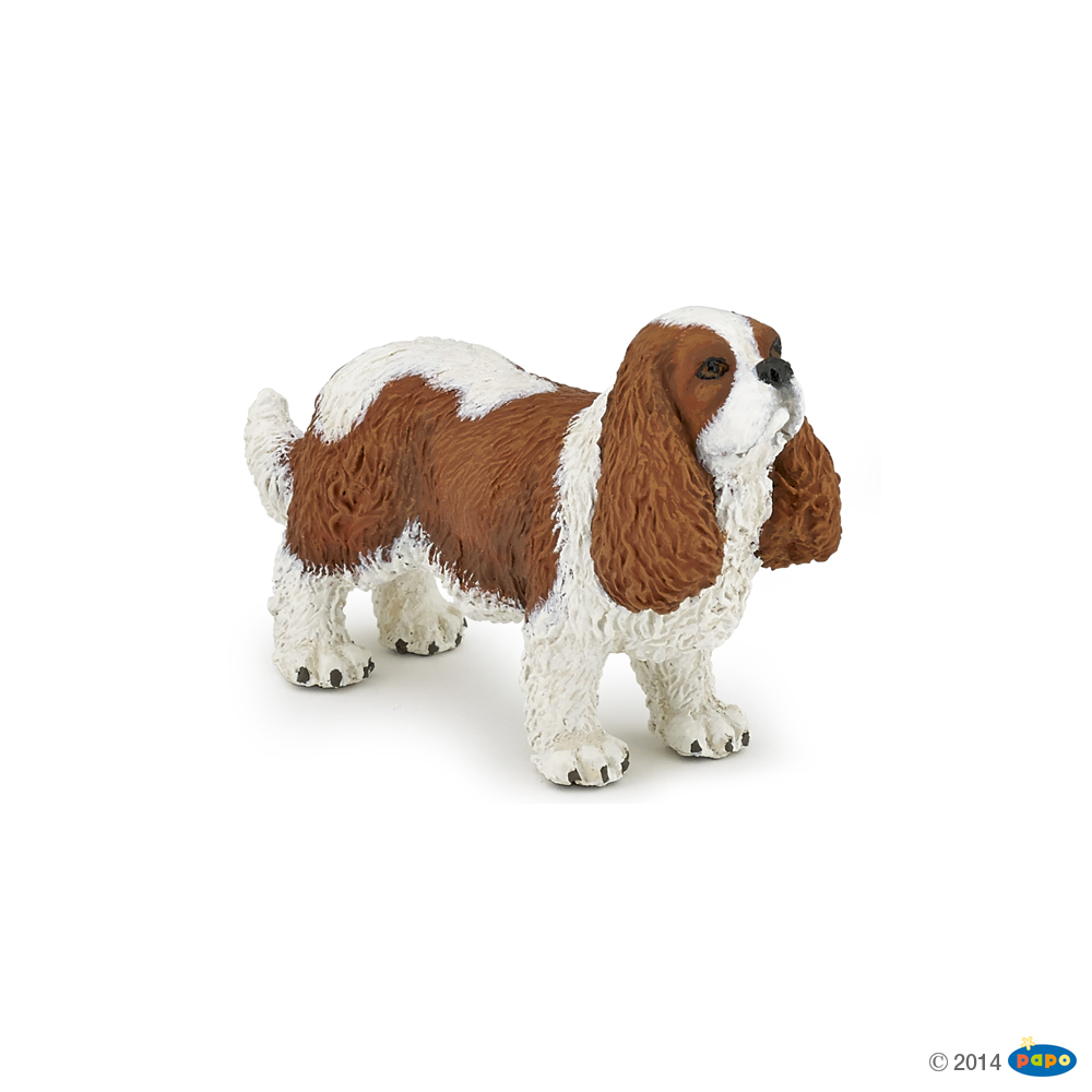 CAVALIER KING CHARLES