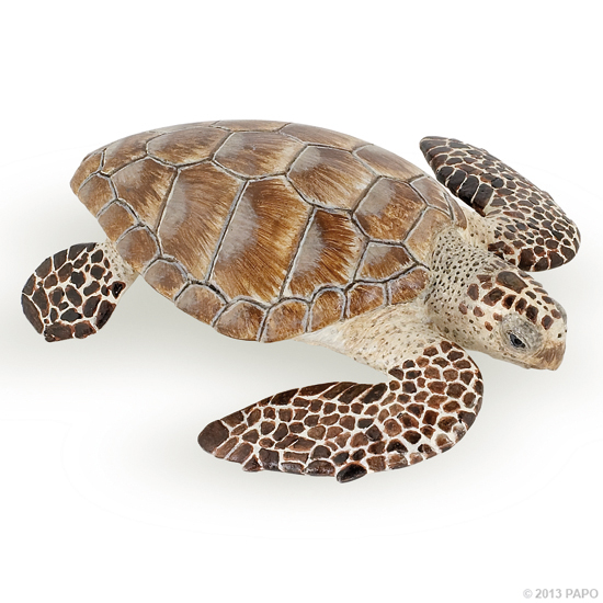 TORTUE CAOUANNE