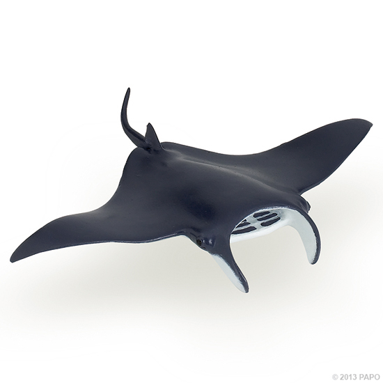 RAIE MANTA