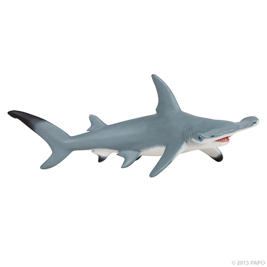 REQUIN MARTEAU