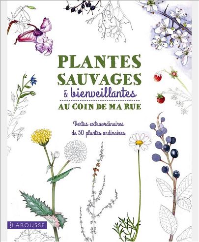 PLANTES SAUVAGES & BIENVEILLANTES AU COIN DE MA RUE