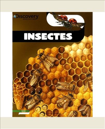 INSECTES
