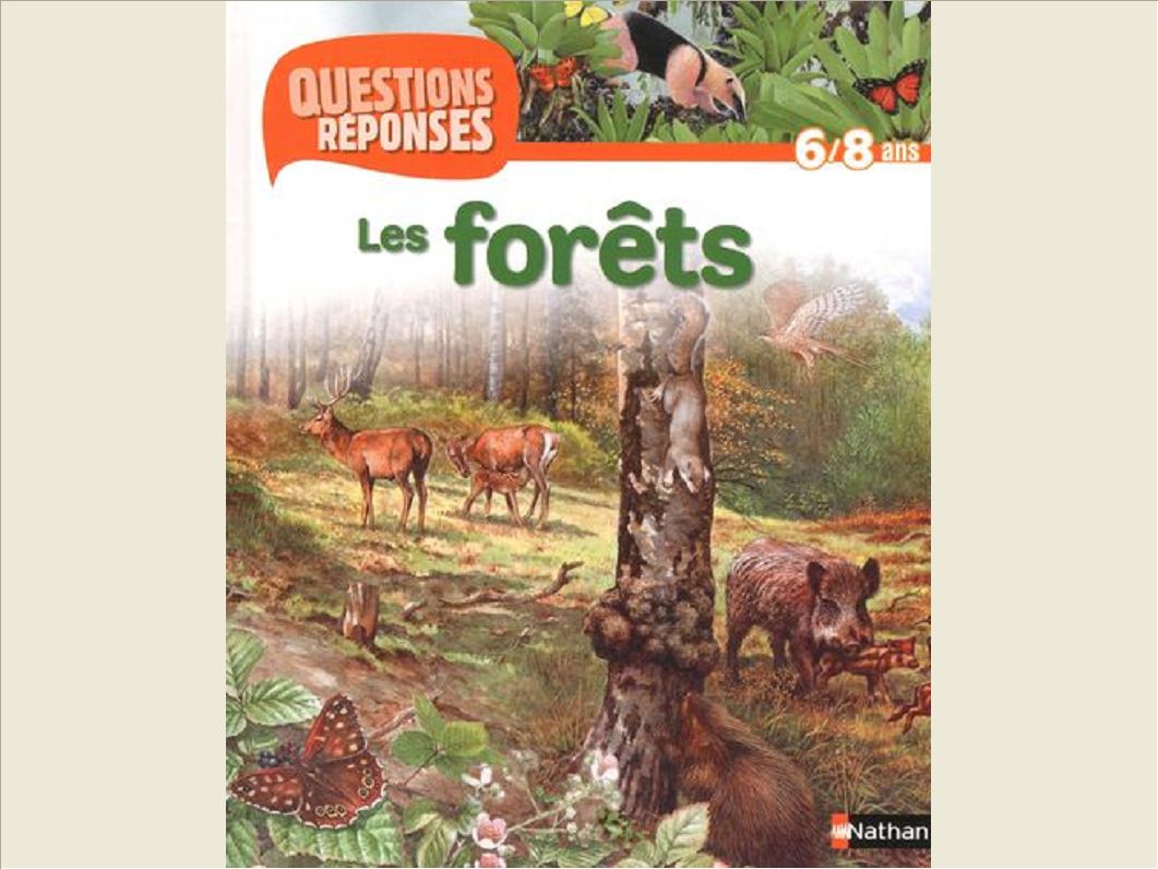 FORETS (AV PRIME CHATEAU FORT)