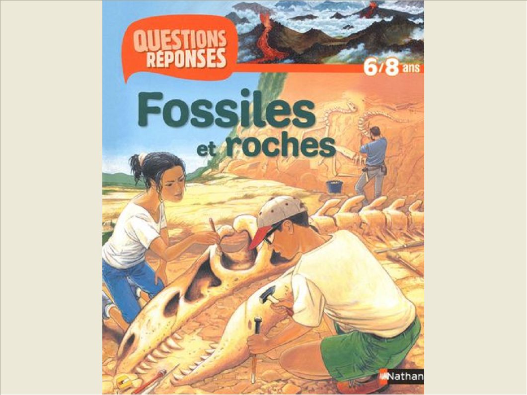 FOSSILES ET ROCHES (AVEC PRIME