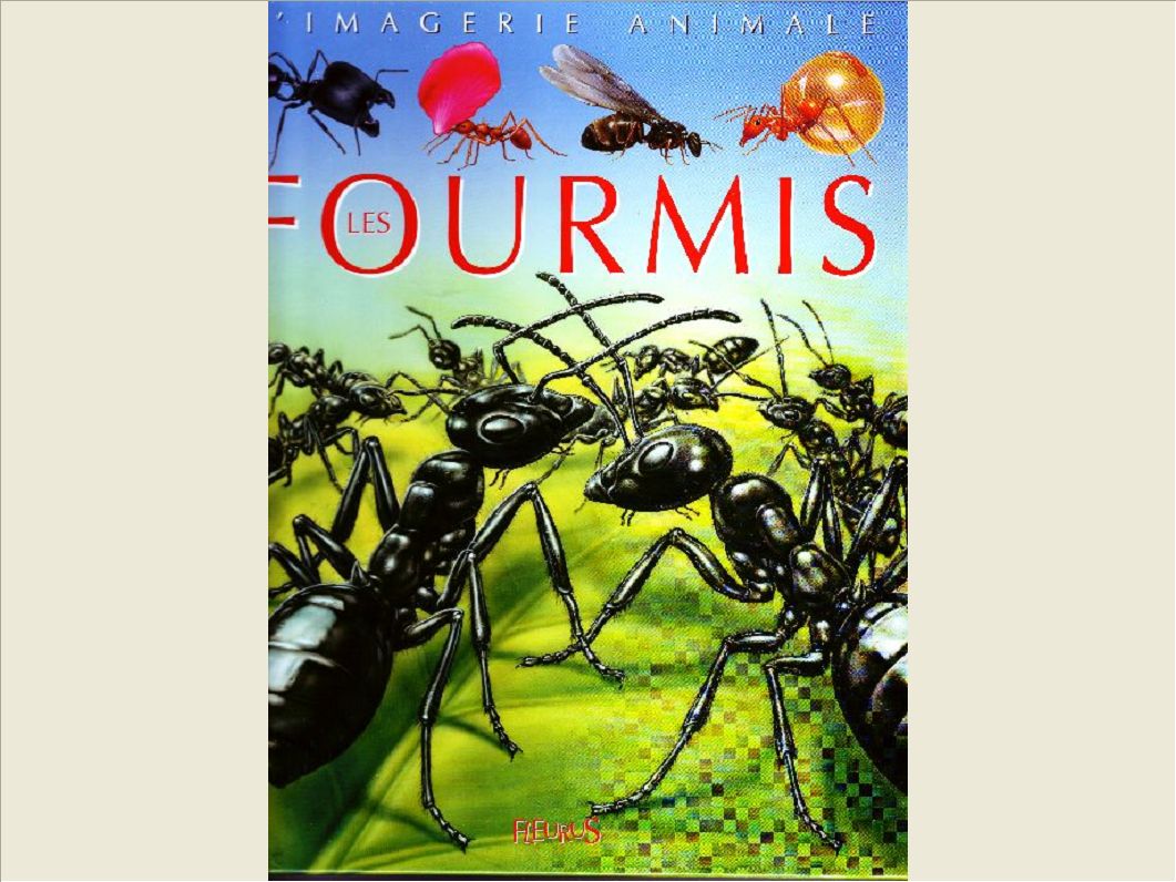 LES FOURMIS