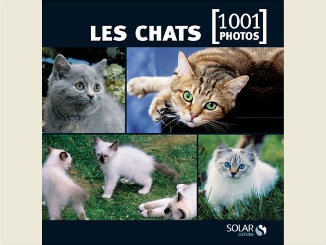 LES CHATS EN 1001 PHOTOS - NE