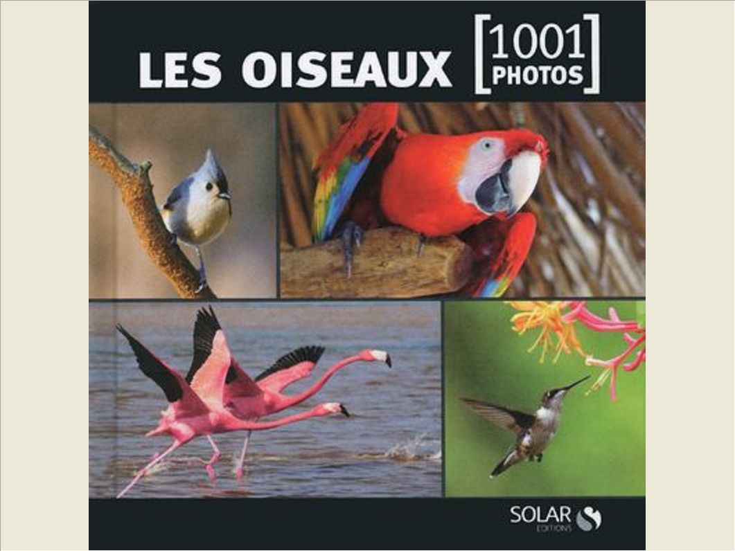 LES OISEAUX - 1001 PHOTOS -NOUVELLE EDITION-