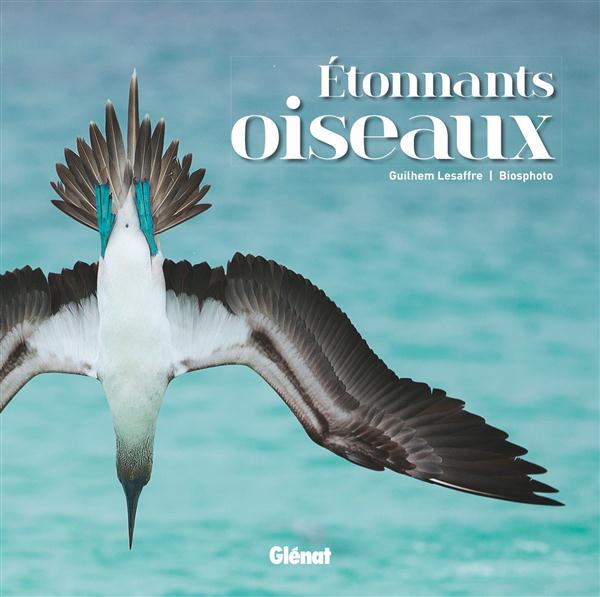 ETONNANTS OISEAUX