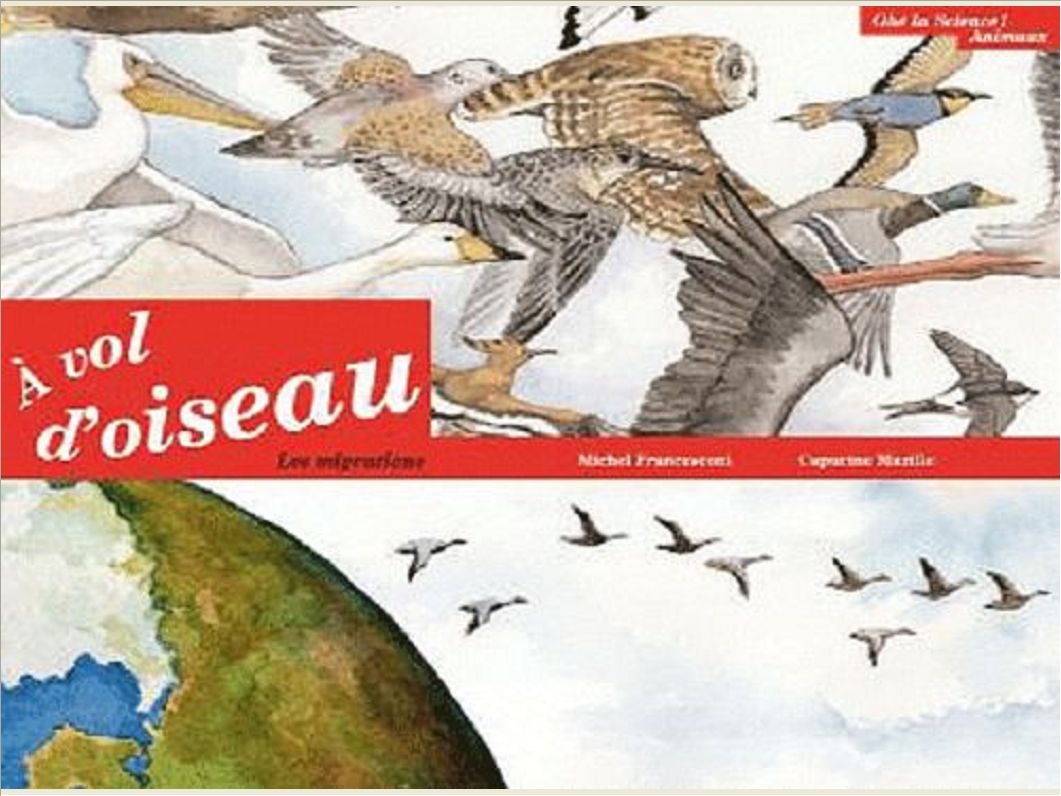 A VOL D OISEAU