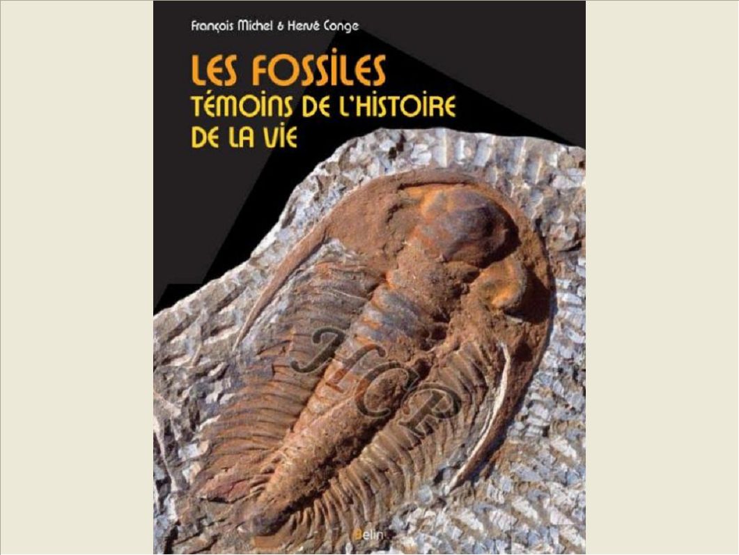 LES FOSSILES - TEMOINS DE L'HISTOIRE DE LA VIE