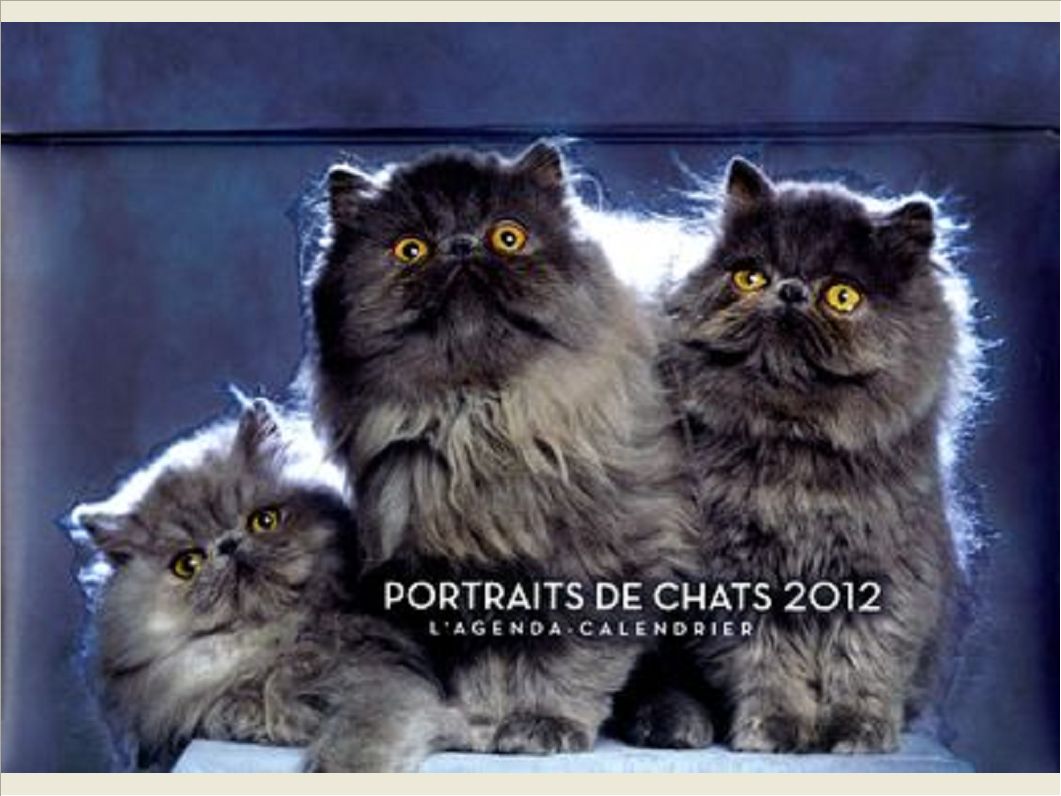 AGENDA-CALENDRIER PORTRAITS DE CHATS 2012