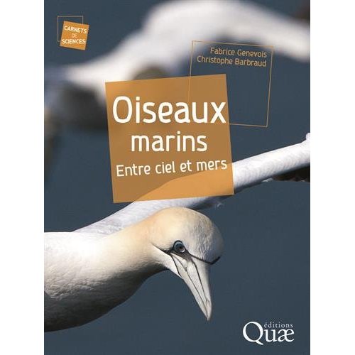 OISEAUX MARINS - ENTRE CIEL ET MERS.