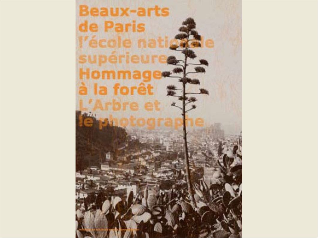 L'ARBRE ET LE PHOTOGRAPHE