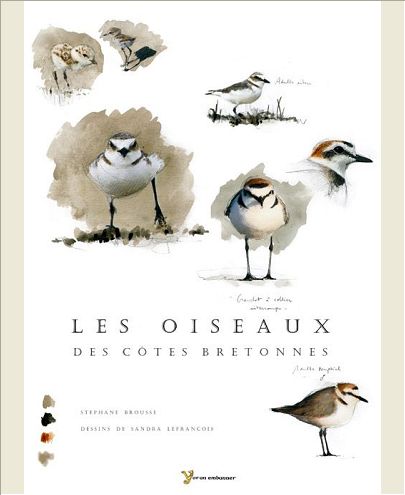 OISEAUX DES COTES BRETONNES