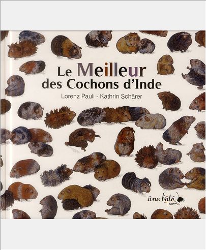 LE MEILLEUR DES COCHONS D'INDE