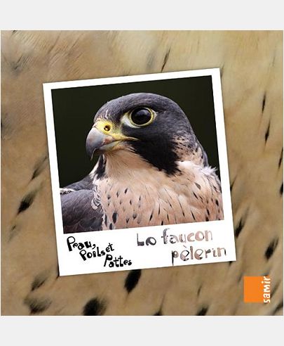 LE FAUCON PELERIN